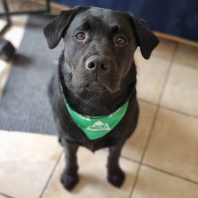 Dog Bandana